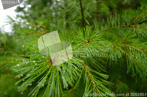 Image of Pine needle after the rain