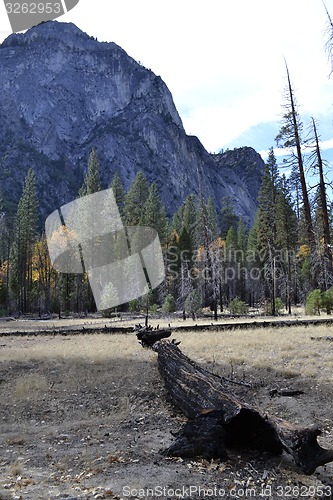 Image of Dead tree in Kings Canyon