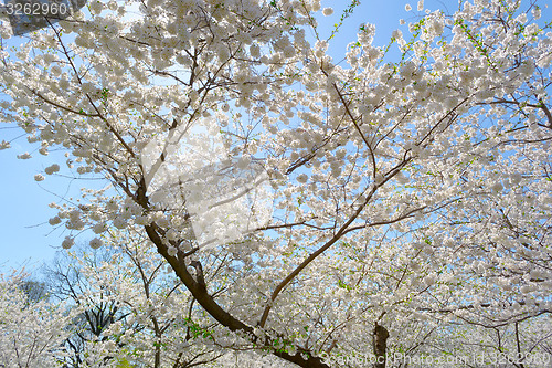 Image of Cherry blossom tree