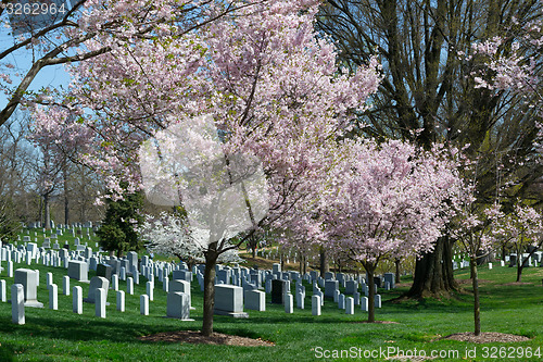 Image of Pink cherry tree at the Arlington Cemetery 