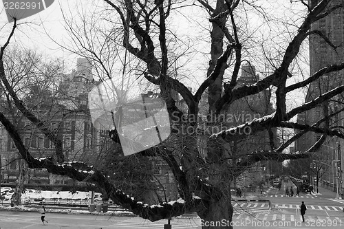 Image of Leaf less tree by the entrance of Central Park