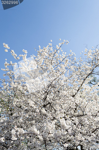 Image of White tree