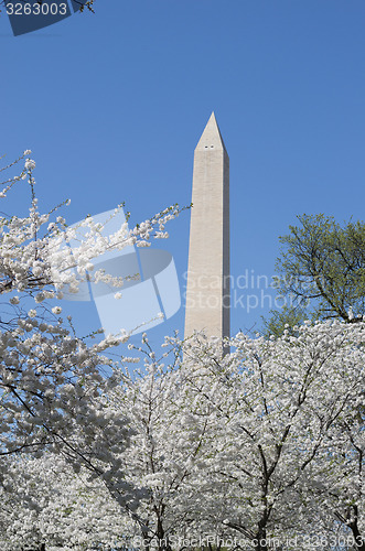 Image of Washington Memorial during the Cherry Blosom festival