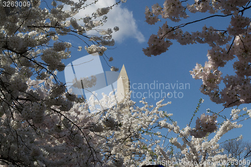 Image of Washington Memorial and cherry trees