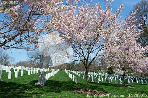 Image of Cherry blossom in the cementery