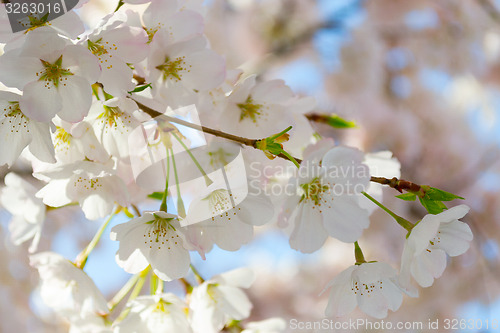 Image of Sakura pink and white flowers