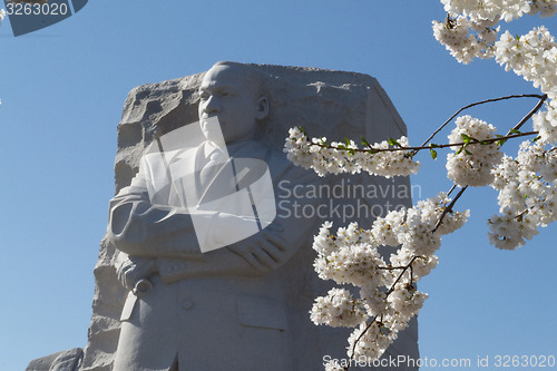 Image of MLK white flowers