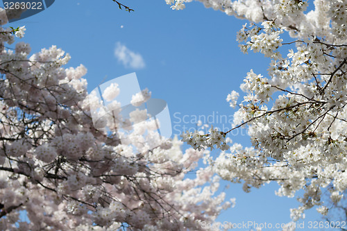 Image of Bunch of flowers