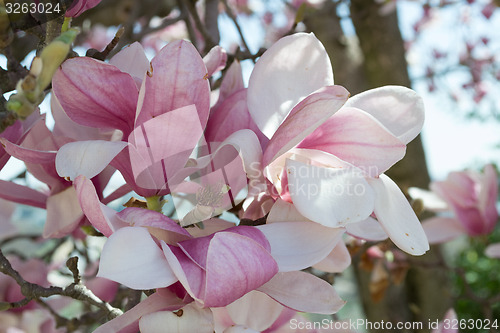 Image of Tulip tree flower