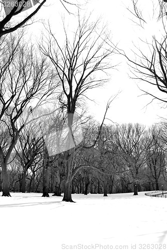 Image of White snow in Central Park
