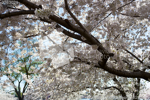 Image of Cherry tree with blossoms