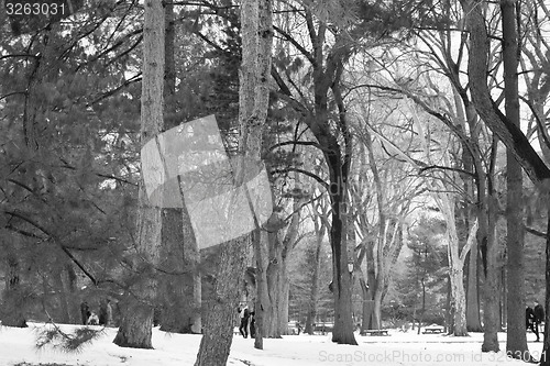 Image of Between snow and trees