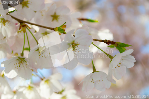 Image of Cherry tree flowers side by side