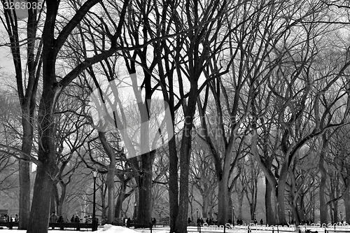 Image of Leavless trees in Central Park