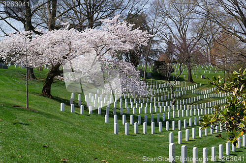 Image of Spring coming to the Arlington Cemetery 