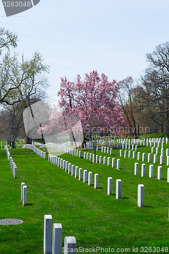 Image of Cherry blossom at the Arlington Cemetery 