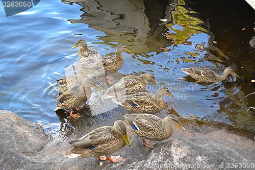 Image of Duck family