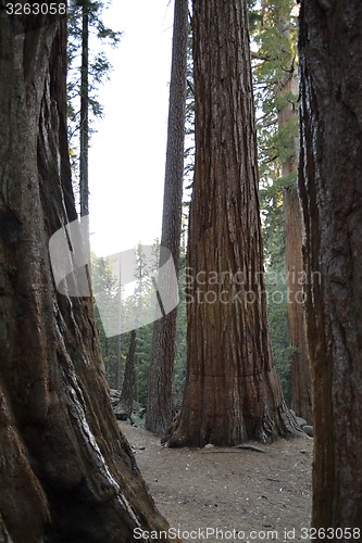 Image of Family of giants