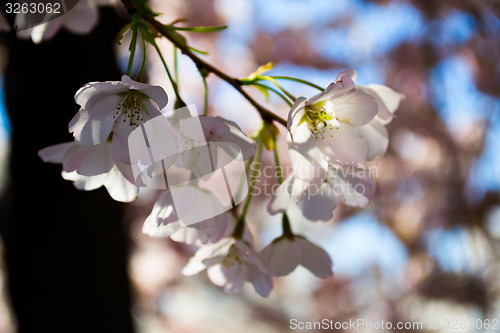 Image of Sakura blossoms