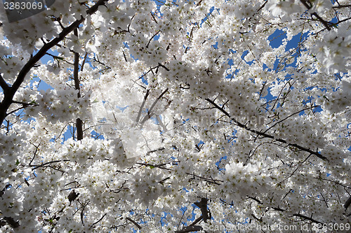 Image of Cherry tree flowers