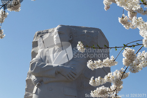 Image of MTK between cherry blossoms