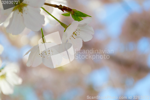 Image of Two cherry tree flowers