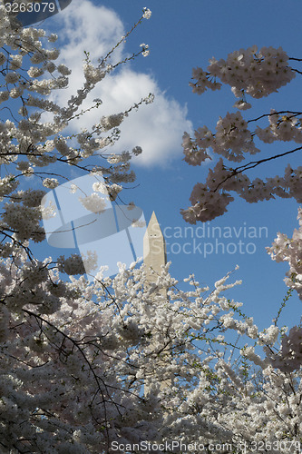 Image of Washington Memorial between pink flowers