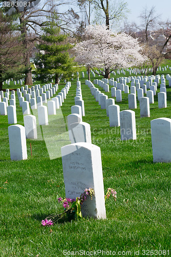 Image of Cherry tree at the Arlington Cemetery 