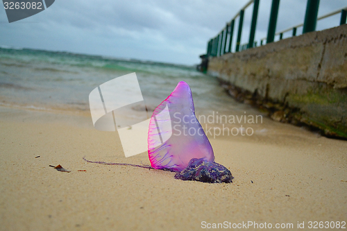 Image of Purple siphonophore