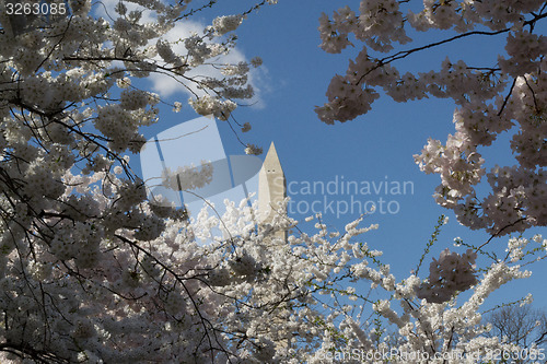 Image of Top of the Washington Memorial between flowers