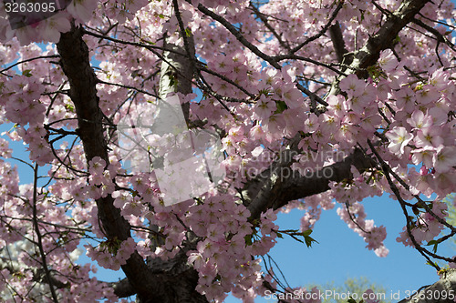 Image of Pink Sakura flowers