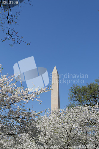 Image of Washington Memorial with white flowers
