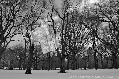 Image of Black and white snowy central park