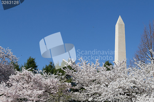 Image of Washington Memorial overseeing the cherry blossom festival