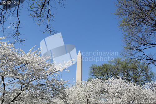 Image of Cherry blosoms by the Washington Memorial
