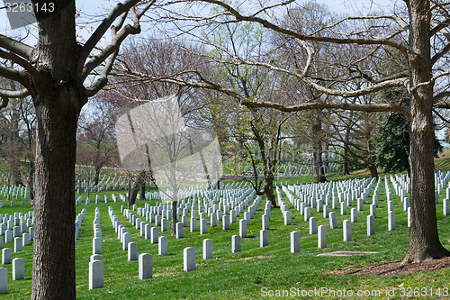 Image of Trees at the Arlington Cemetery 