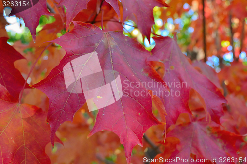 Image of Red maple leave