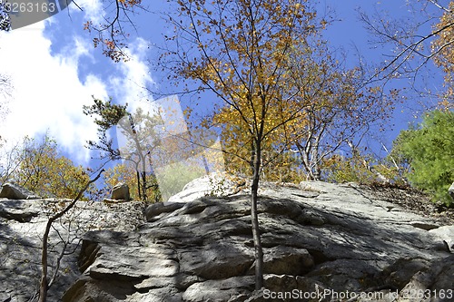 Image of Trees on a wall