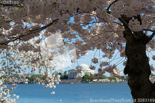 Image of Thomas Jefferson Memorial surrounded by flowers