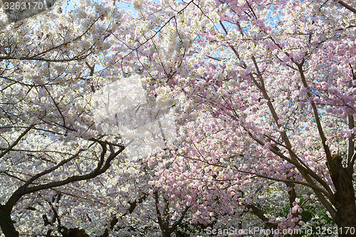 Image of pink and white flowers