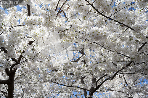 Image of White flowers covering the sky