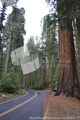 Image of Driving between giants