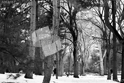 Image of Snow and trees in Central Park