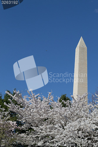 Image of Festival and Washington Memorial