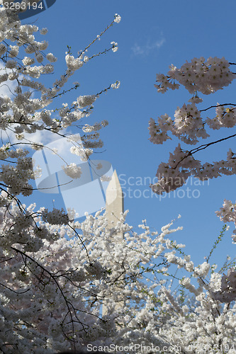 Image of Top of the Washington Memorial