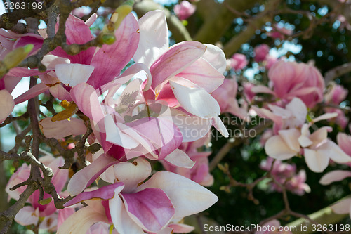 Image of Pink tulip tree flower