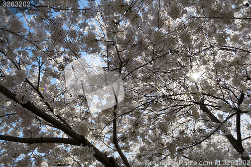 Image of Cherry blossoms covering the sun