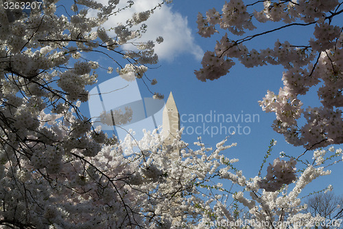 Image of Washington Memorial between trees