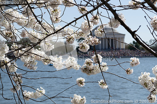 Image of Cherry blossoms covering the Thomas Jefferson Memorial