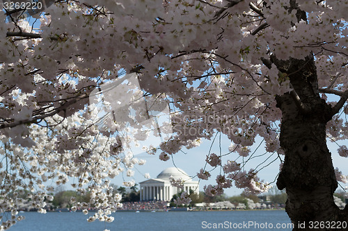 Image of Flower arround Thomas Jefferson Memorial surrounded by flowers